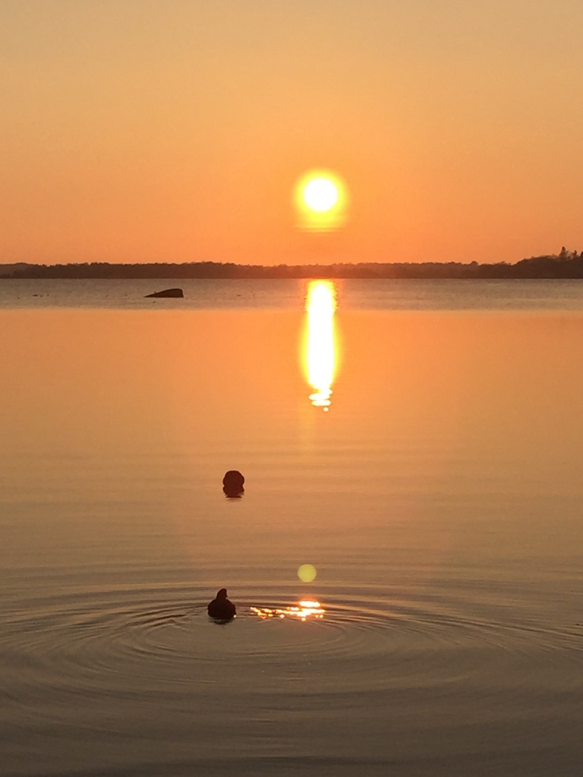 Bidrag 1 - Sothönor som simmar mot solnedgången