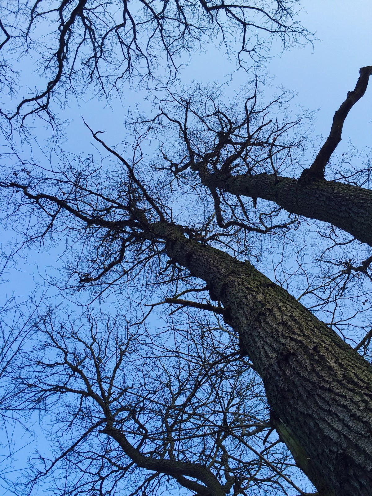 Bidrag 30 – Bergåsa har även fina träd